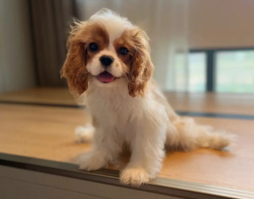 查理王小猎犬掉毛厉害吗