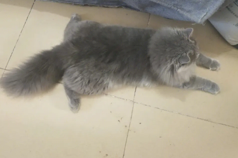 蓝猫母最好跟谁配