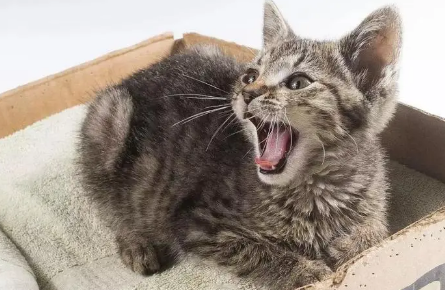 猫一般地震前多久叫