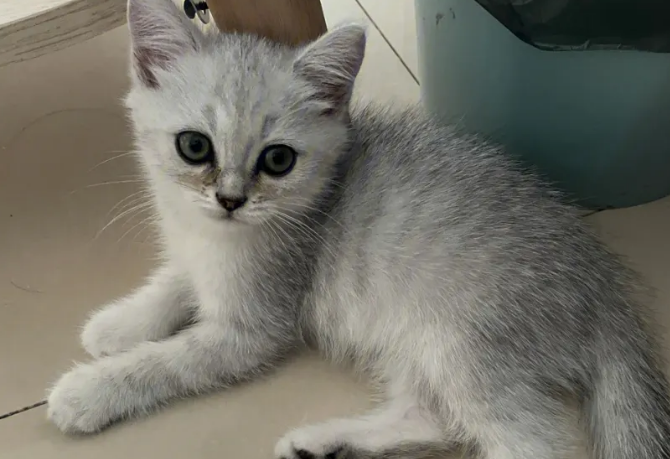 银渐层猫掉毛太厉害了怎么办 银渐层猫掉毛太厉害了怎么办