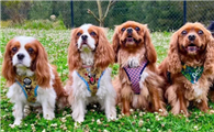 查理王猎犬的寿命优缺点