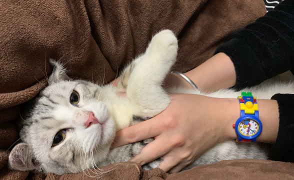 为什么养猫要养一双呢?有什么好处? 为什么养猫要养一双呢?有什么好处?