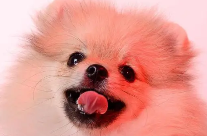 今日分析：狗狗小解呈淡粉色重要吗？
