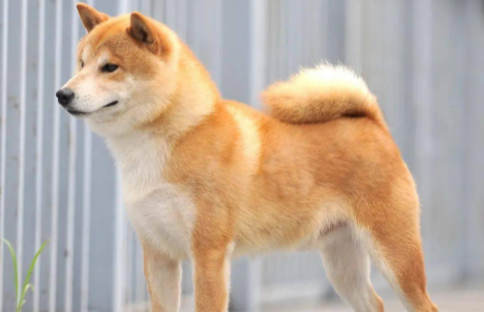 怎么训练柴犬定点大小便