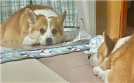 为什么狗狗爱看镜子