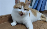 猫咪一切正常就是呼吸急促