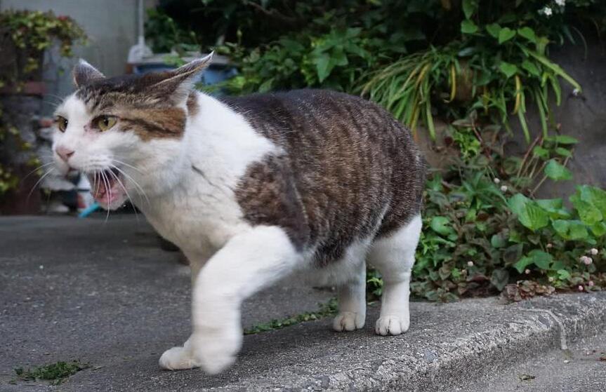 猫跑丢了如何找回 猫跑丢了如何找回