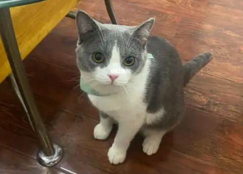 猫咪跑丢了还能找到家吗
