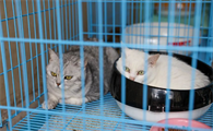 养10只宠物猫一年利润