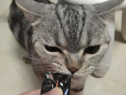 为什么猫吃猫条时很激动