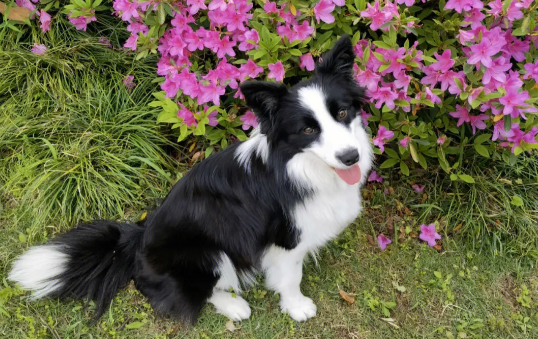 边牧尿频一会尿一点？边牧尿频有哪些原因？