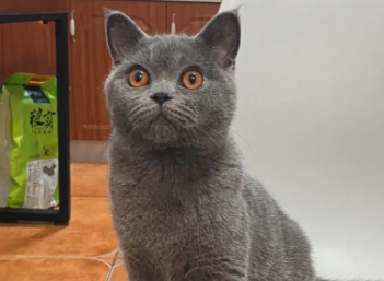 蓝猫可以吃米饭吗,一文告诉你! 蓝猫可以吃米饭吗,一文告诉你!