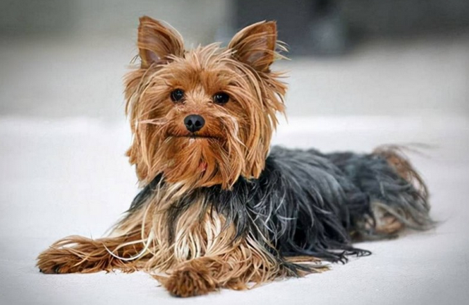 宠物犬的身上的寄生虫,狗狗驱虫要掌握哪些? 宠物犬的身上的寄生虫,狗狗驱虫要掌握哪些?
