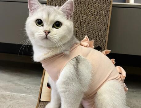 为什么猫咪要把衣服剪短呢 为什么猫咪要把衣服剪短呢