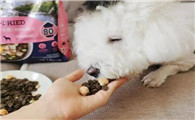 小型犬吃什么狗粮好,性价比高的