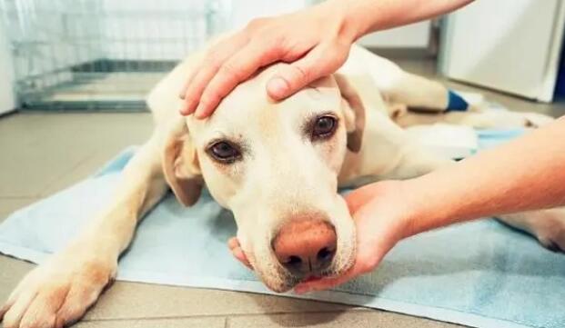 犬瘟后遗症抽搐会慢慢恢复吗