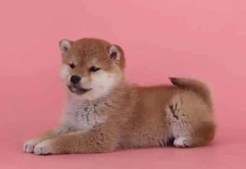 犬舍柴犬价格多少钱一只 犬舍柴犬价格多少钱一只