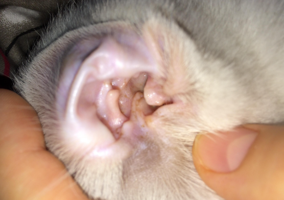 猫咪耳螨用红霉素药膏管用吗