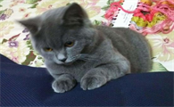 今日揭秘:蓝猫耳朵为什么是折的?