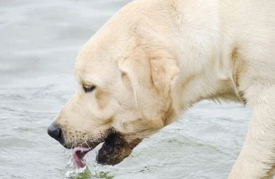 狗狗上吐下泻可以喝盐水吗