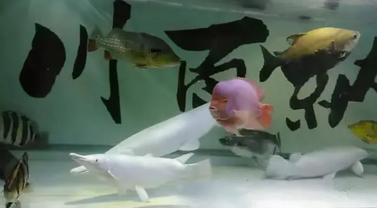 鱼跳出鱼缸死了是征兆