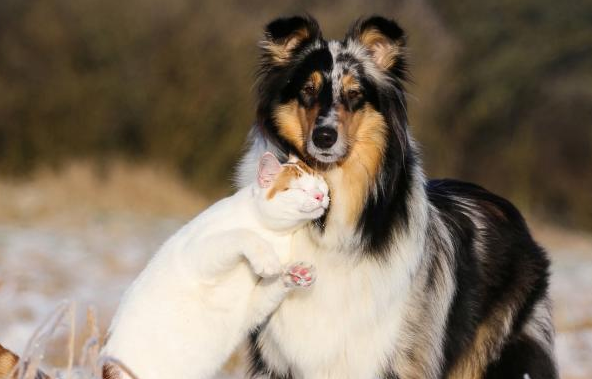 牧羊犬为什么怕猫咪呢 牧羊犬为什么怕猫咪呢