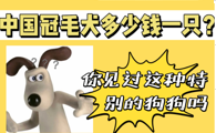 中国冠毛犬多少钱一只？这家伙长得够特别