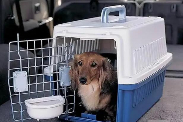 深圳高铁怎么托运宠物上车 深圳高铁怎么托运宠物上车