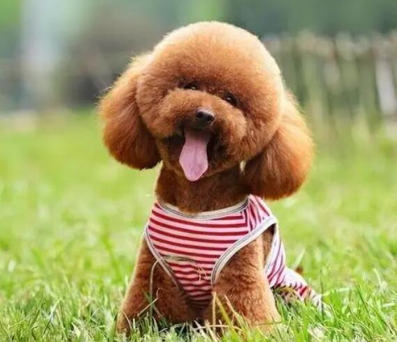 泰迪犬恶心呕吐一般都有哪些原因？