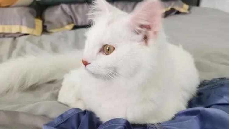 宠物猫白色品种 宠物猫白色品种