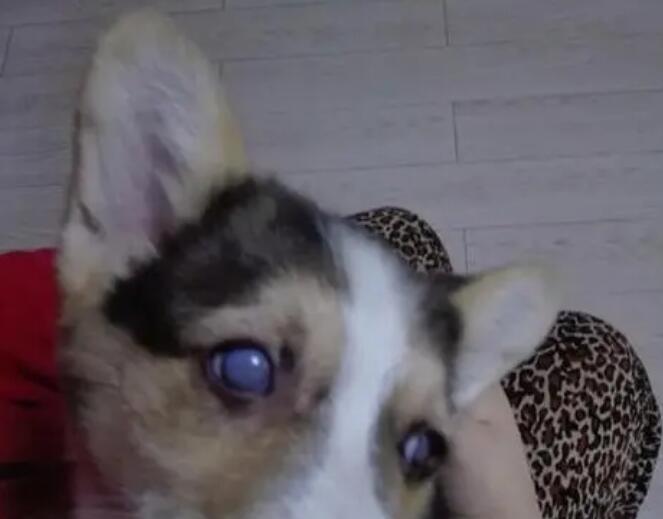 狗眼睛像是掉了一块膜 狗眼睛像是掉了一块膜