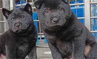 五红犬好还是五黑犬好