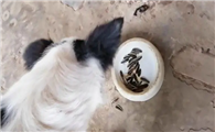 为什么狗狗会剥瓜子呢