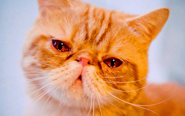 猫咪的泪痕怎么去除 猫咪的泪痕怎么去除