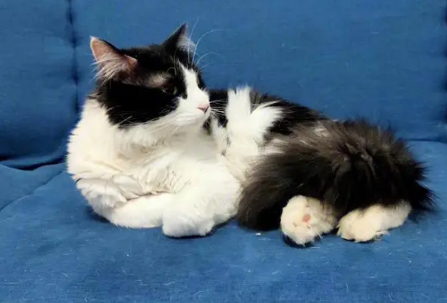 猫咪为什么不能戴链子睡觉的原因 猫咪为什么不能戴链子睡觉的原因