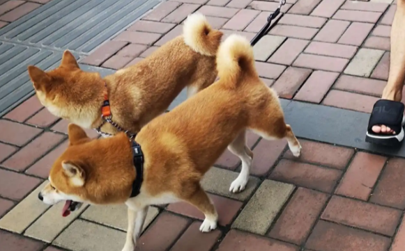 遛完狗狗为什么很臭怎么回事