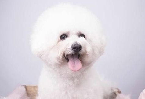 清理比熊泪痕的5个小妙招,你学会了吗? 清理比熊泪痕的5个小妙招,你学会了吗?
