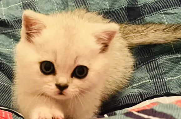 小奶猫后腿外八不蹬地怎么回事?来看这里~ 小奶猫后腿外八不蹬地怎么回事?来看这里~