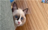 500元左右的宠物猫