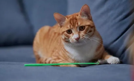 橘猫为什么最后送给别人?真相竟然是这样的 橘猫为什么最后送给别人?真相竟然是这样的