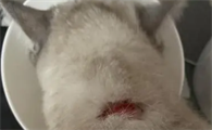 猫藓用什么药膏最有效