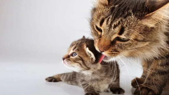 猫爸爸咬自己的孩子 猫爸爸咬自己的孩子
