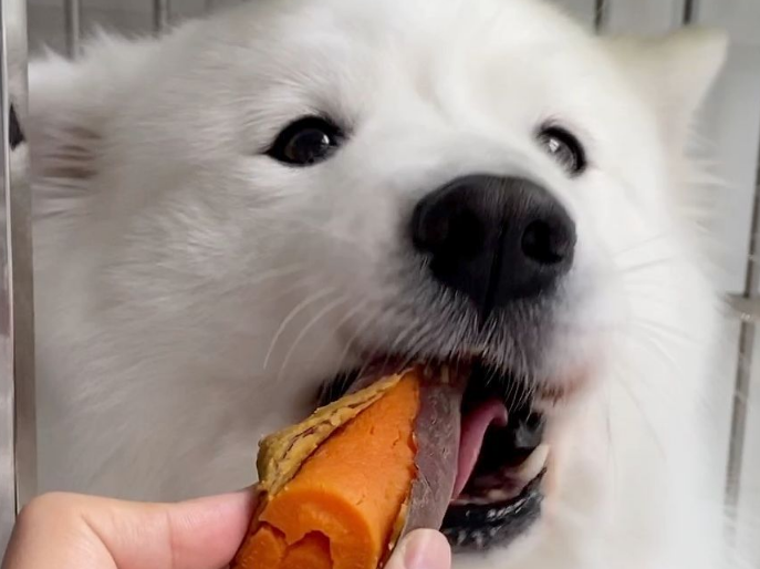 狗狗可以吃地瓜吗？来了解下吧