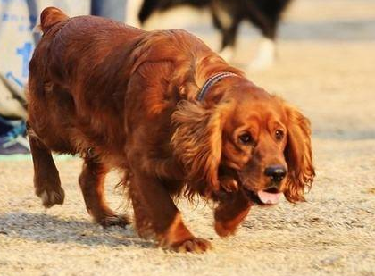 田野小猎犬感冒怎么治疗?怎么去护理狗狗? 田野小猎犬感冒怎么治疗?怎么去护理狗狗?