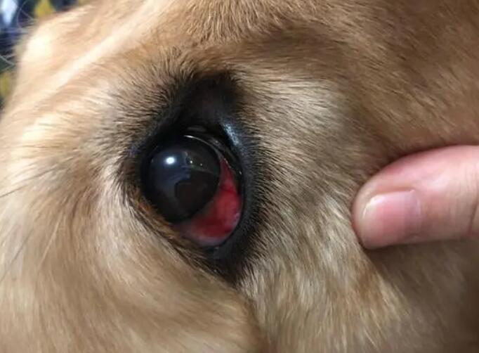 狗狗的眼角为什么发红