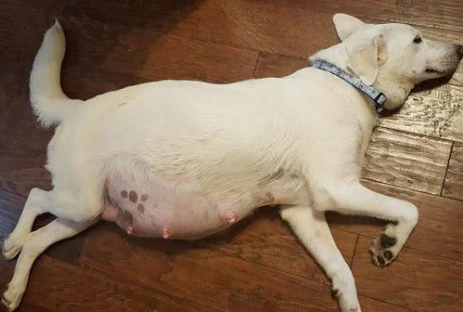 狗狗怀孕68天了还不生