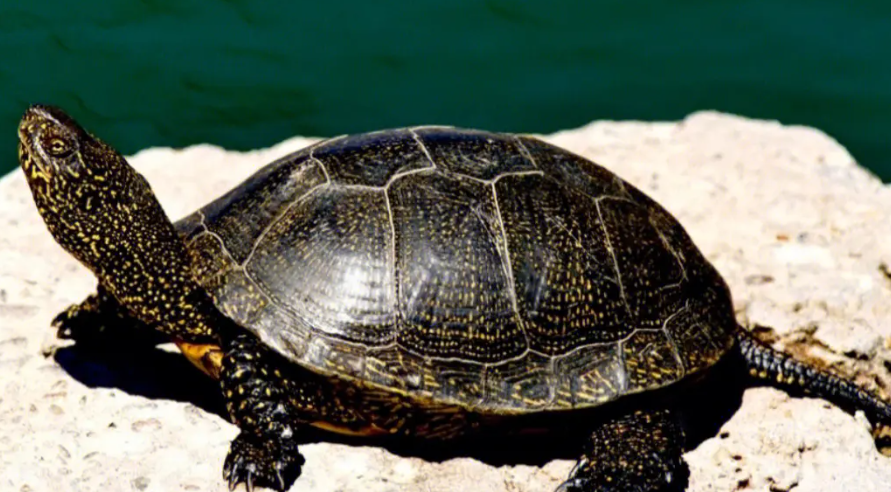 欧泽龟为什么不建议养苗子