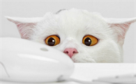 猫咪从配种的第几天开始算预产期