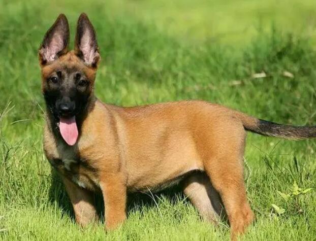 德国威马犬多少钱一只 德国威马犬多少钱一只