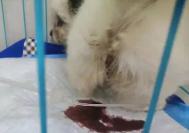 狗狗拉血水又腥又臭怎么急救 狗狗拉血水又腥又臭怎么急救